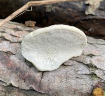 Траметес горбатый