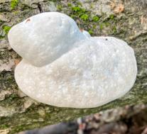 Траметес горбатый