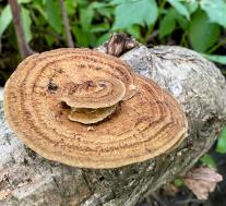 Дедалеопсис бугристый