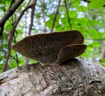 Дедалеопсис бугристый