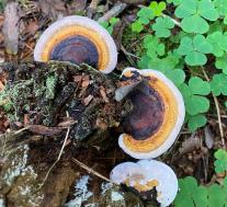 Трутовик окаймленный