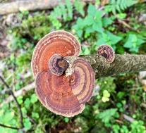 Дедалеопсис трёхцветный