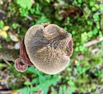 Дедалеопсис трёхцветный