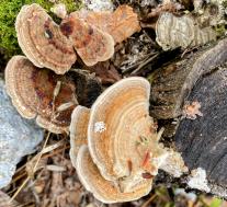 Лензитес берёзовый