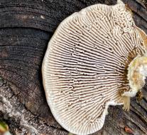 Лензитес берёзовый