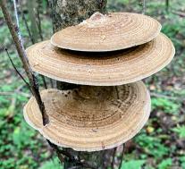 Дедалеопсис бугристый