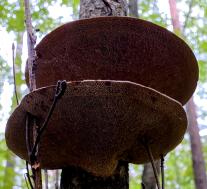 Дедалеопсис бугристый