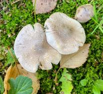 Рядовка резная