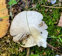 Рядовка резная