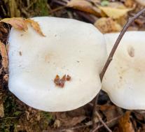 Рядовка частопластинковая