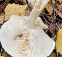 Рядовка частопластинковая