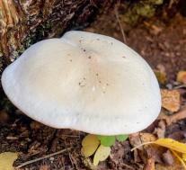 Рядовка частопластинковая