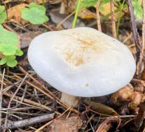 Рядовка частопластинковая