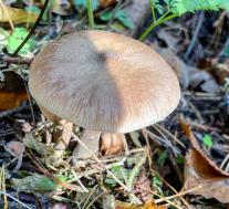 Опёнок луковичноногий