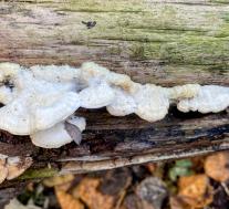 Траметес пушистый