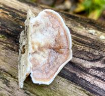 Траметес пушистый