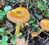 Опёнок осенний, толстоногий