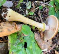 Опёнок осенний, толстоногий