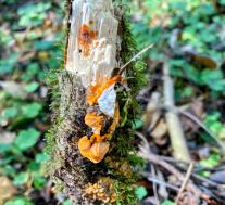 Флебия радиальная