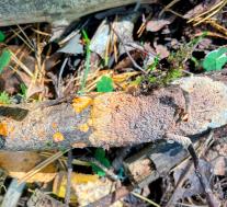 Флебия радиальная