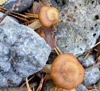 Опёнок луковичноногий