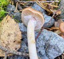 Опёнок луковичноногий