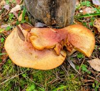 Рядовка жёлто - красная