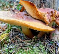 Рядовка жёлто - красная