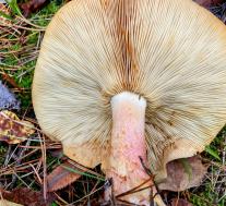 Рядовка жёлто - красная