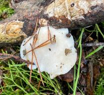 Тиромицес белоснежный