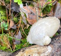 Тиромицес белоснежный