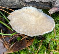 Тиромицес белоснежный