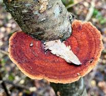 Дедалеопсис трёхцветный