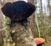 Дедалеопсис трёхцветный