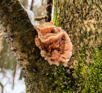 Флебия радиальная