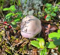 Паутинник козий