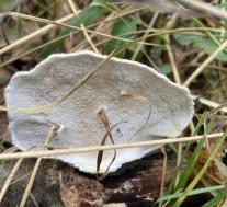 Траметес жёстковолосистый