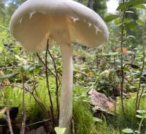 Мухомор вонючий