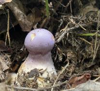 Паутинник козий