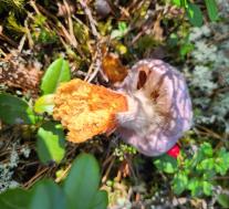 Паутинник козий