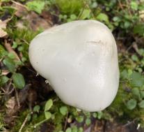 Мухомор вонючий