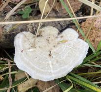 Траметес жёстковолосистый