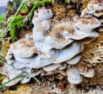 Бьеркандера опалённая