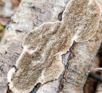 Датрония мягкая