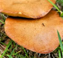 Маслёнок зернистый