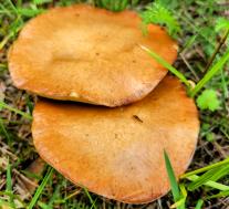 Маслёнок зернистый