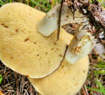 Маслёнок зернистый