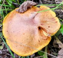 Маслёнок лиственничный