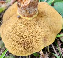 Маслёнок лиственничный