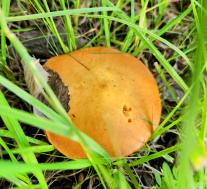 Маслёнок лиственничный